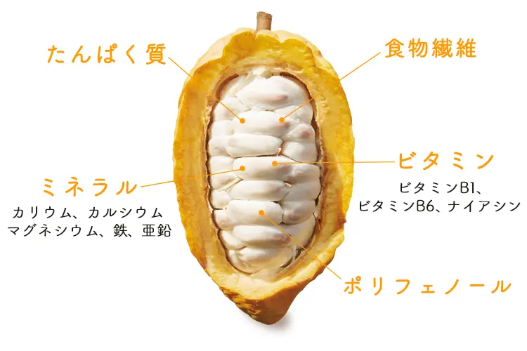 カカオフルーツの栄養成分。たんぱく質、食物繊維、ミネラル、ビタミン、ポリフェノールなどを含んでいます。